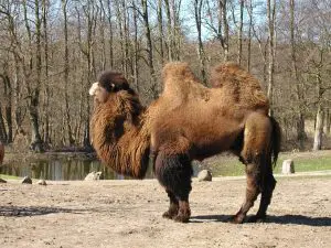 Baktrisk kamel