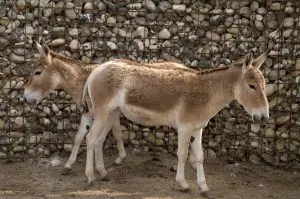 Onager