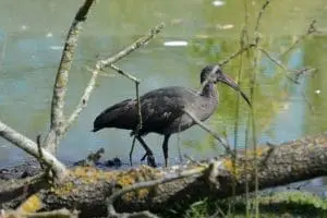 Hadada ibis