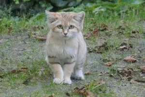 Sandkat