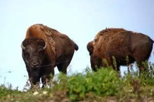Amerikansk bison