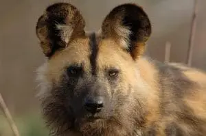 Afrikansk vildhund