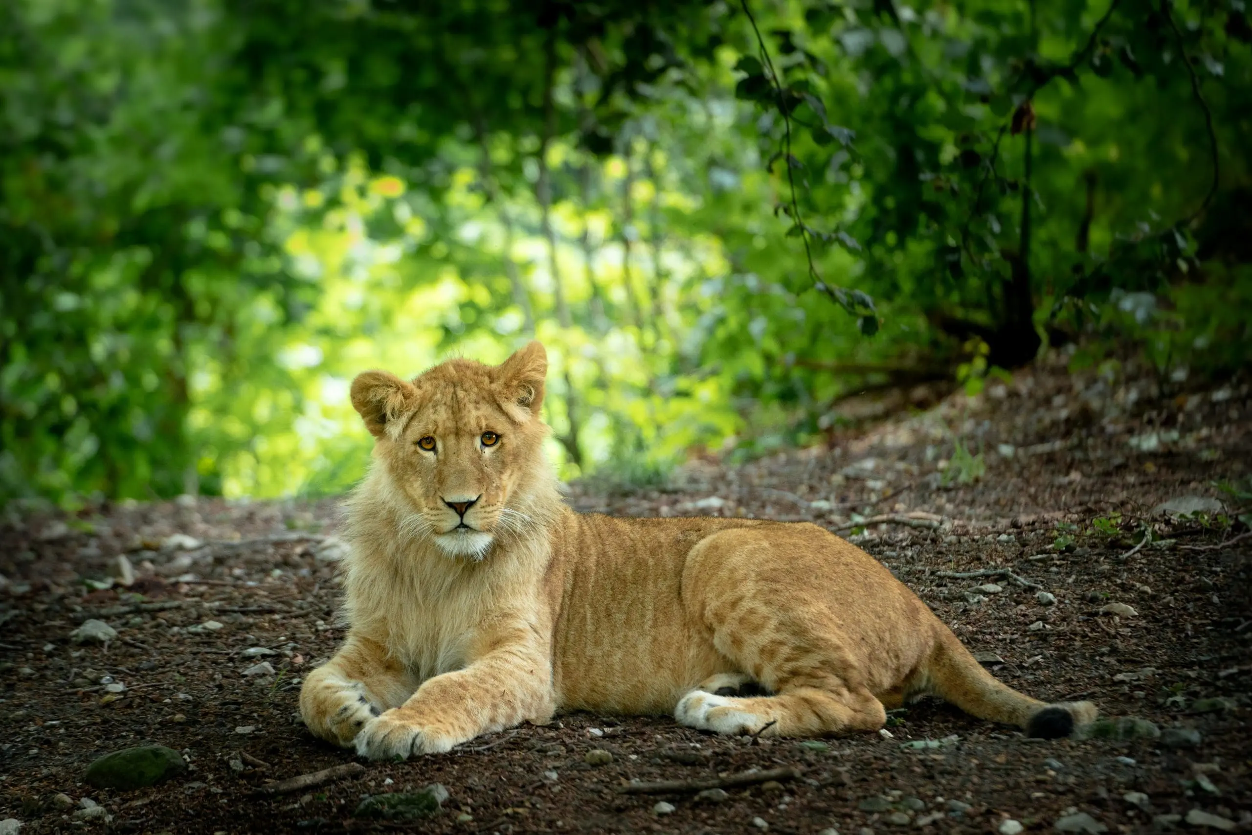 sel Ree Park Safari sel Ree Park Safari