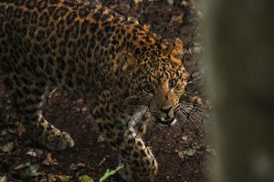 Forside 152 Nordkinesisk leopard