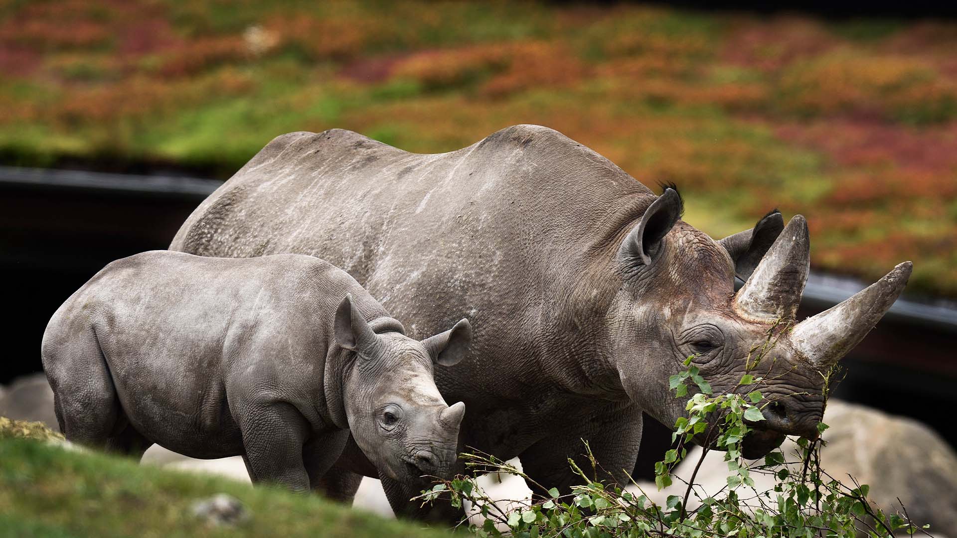 Bedsteforaeldre weekend WEB