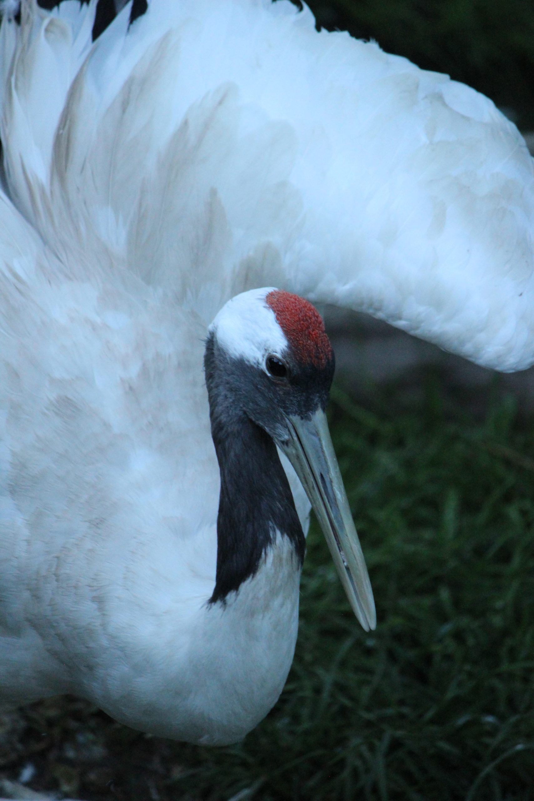 Dyreneireepark 47 2021 23 scaled