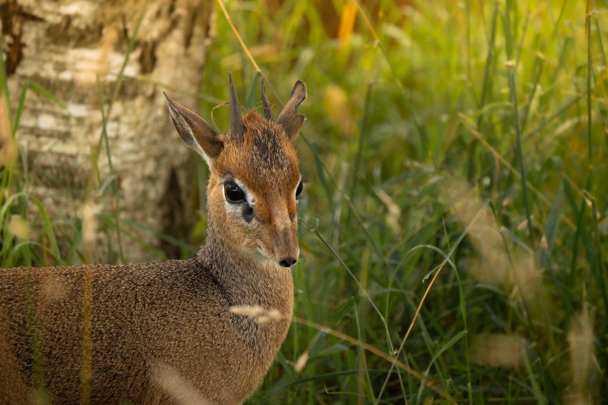 Kirk’s Dik-Dik – Afrikas Mindste Antilope I Ree Park Safari