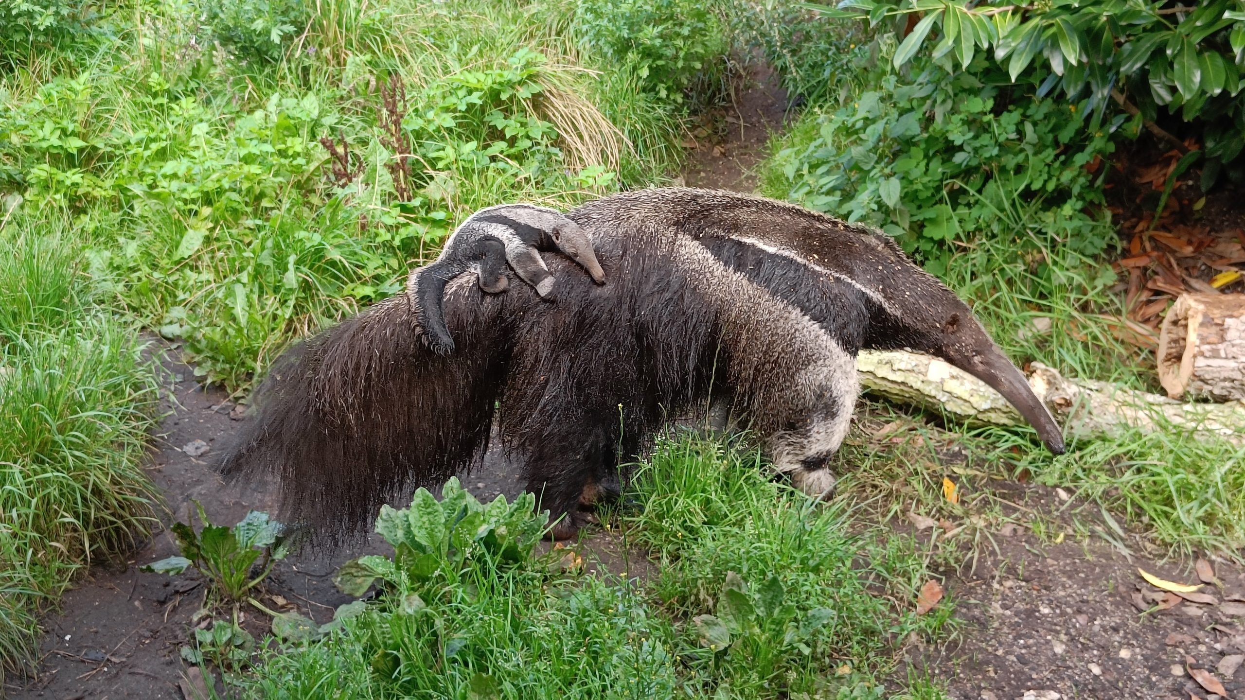 Dyreneireepark 31 IMG20230816082511 scaled