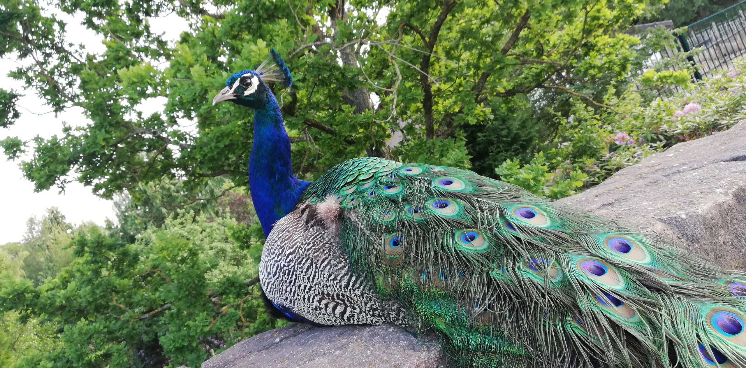 Dyreneireepark 50 IMG 20230616 195932 scaled