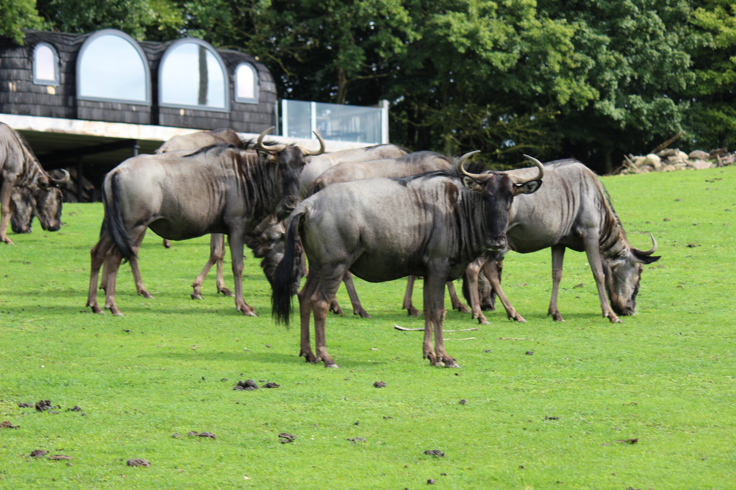 Dyreneireepark 16 IMG 6147 Kopi scaled