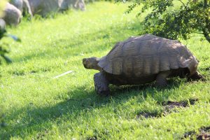 Forside 139 Sporeskildpadde