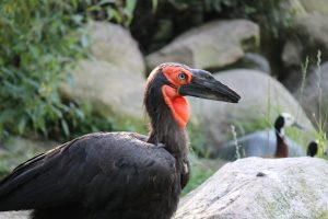 Forside 125 Sydlig hornravn