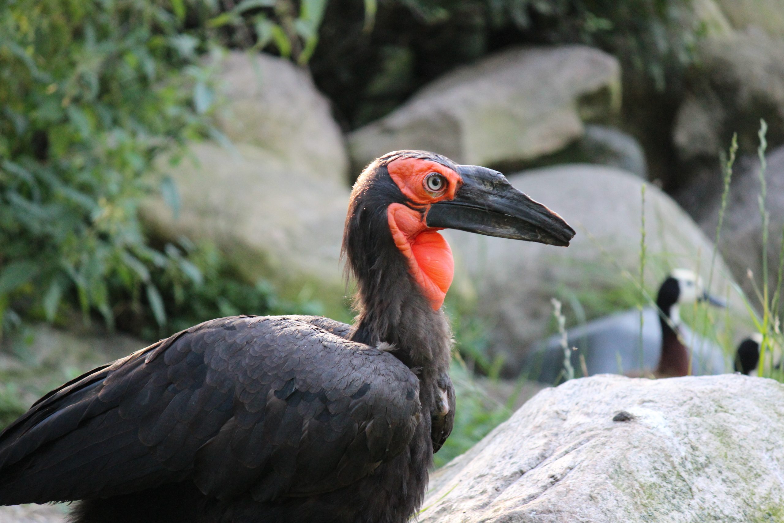 Dyreneireepark 23 IMG 6167 Kopi scaled