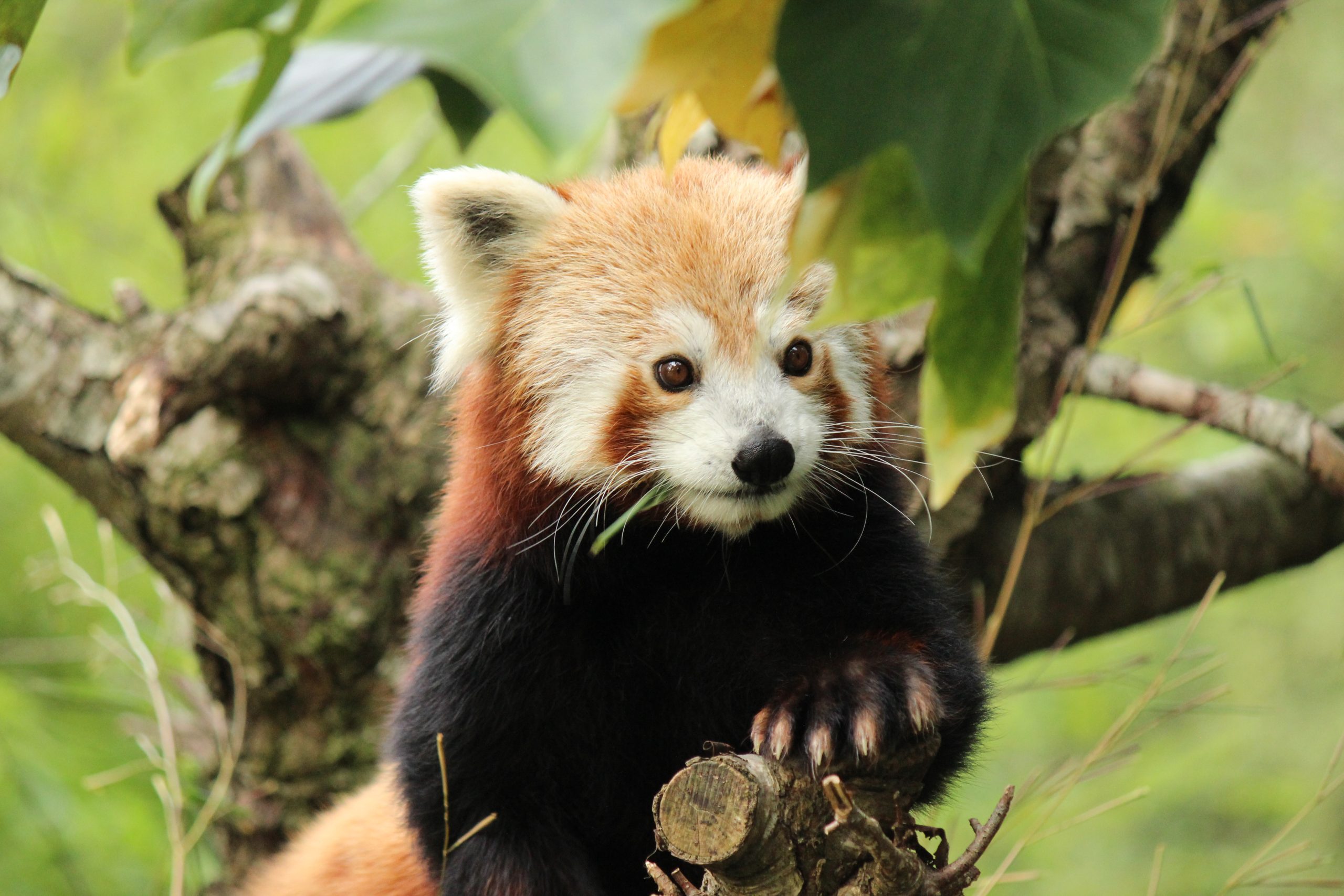 Dyreneireepark 51 IMG 6425 scaled