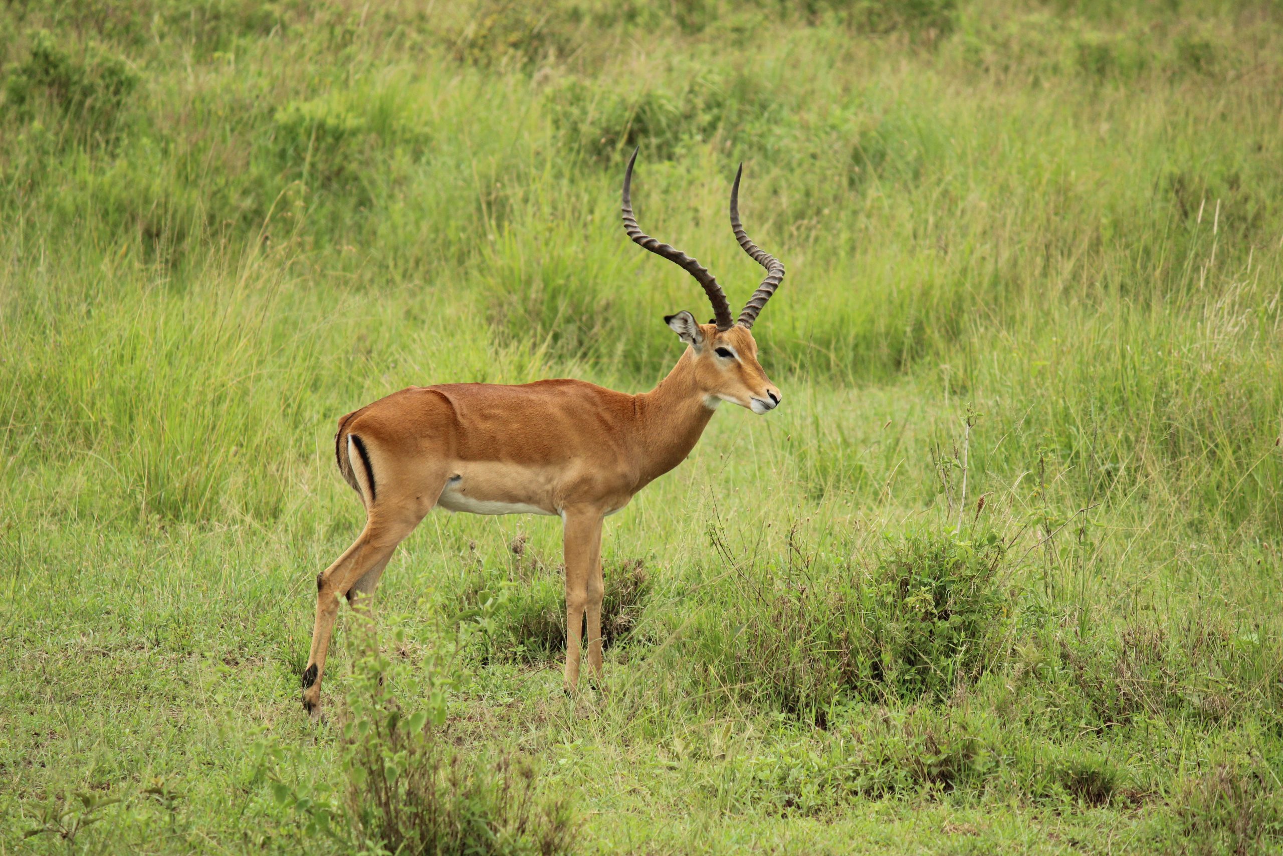 Dyreneireepark 11 IMG 7299 scaled