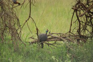 Forside 127 Perlehøne