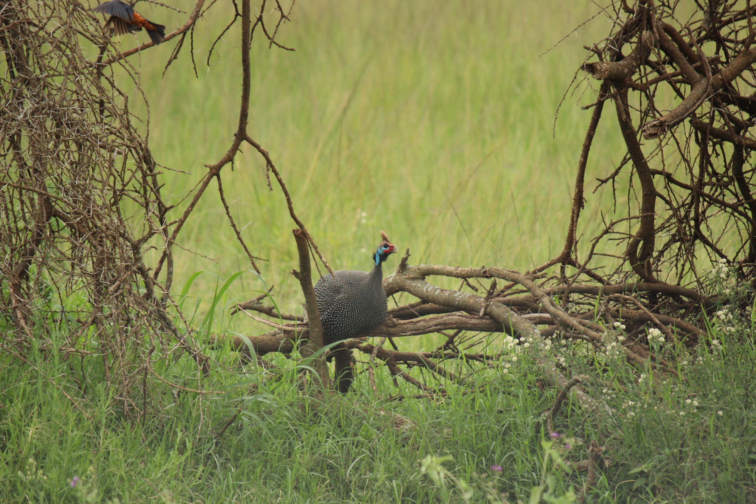 Dyreneireepark 18 IMG 7306 scaled