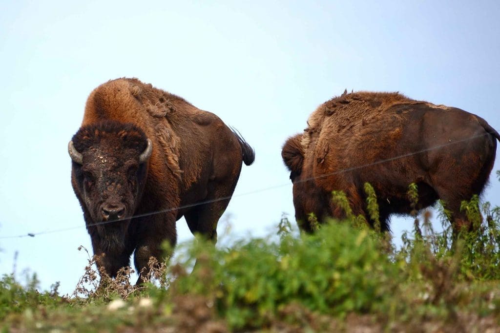Amerikansk Bison – Oplev Præriens Kæmpe I Ree Park Safari