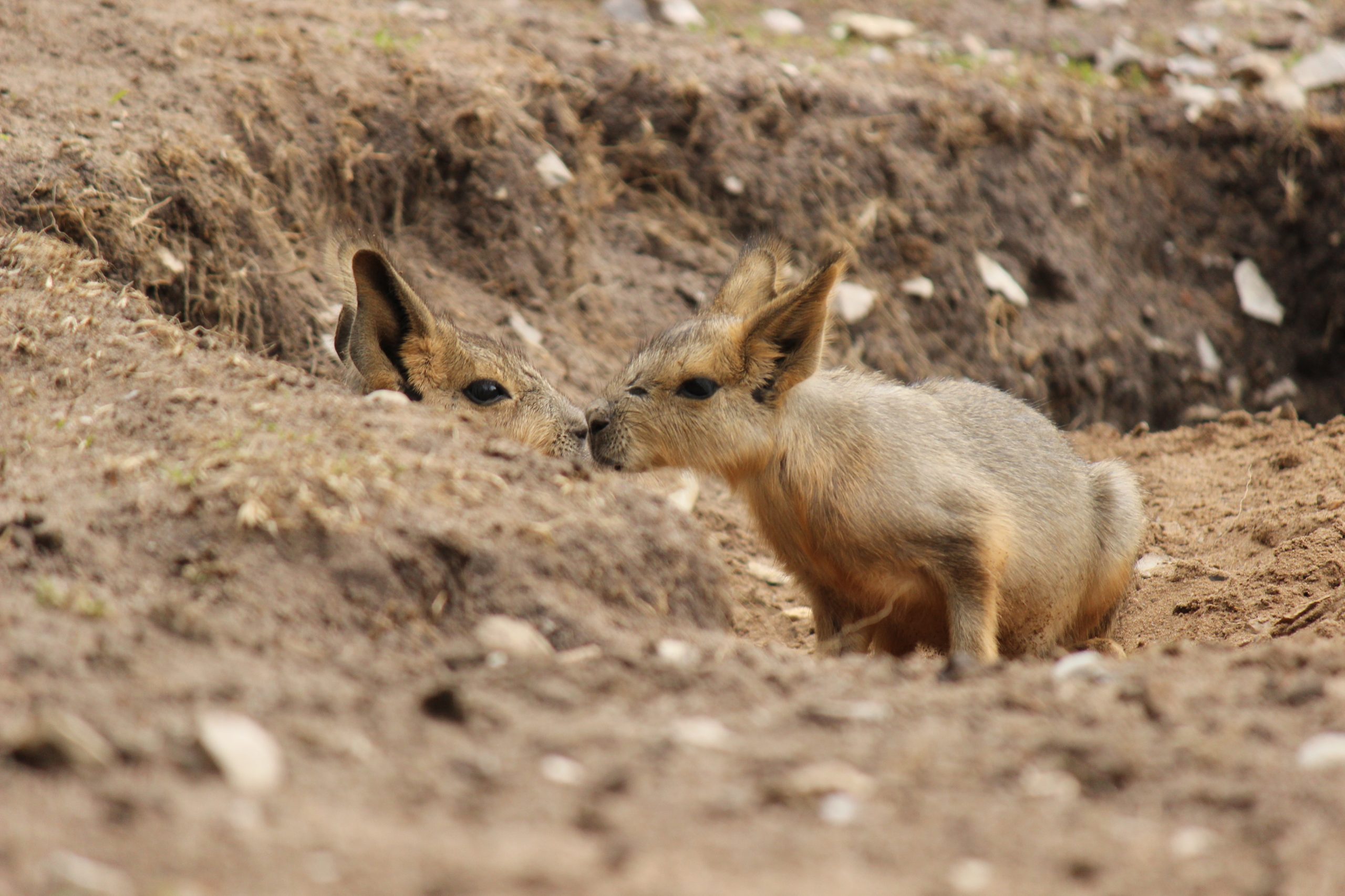 Dyreneireepark 32 IMG 5379 scaled