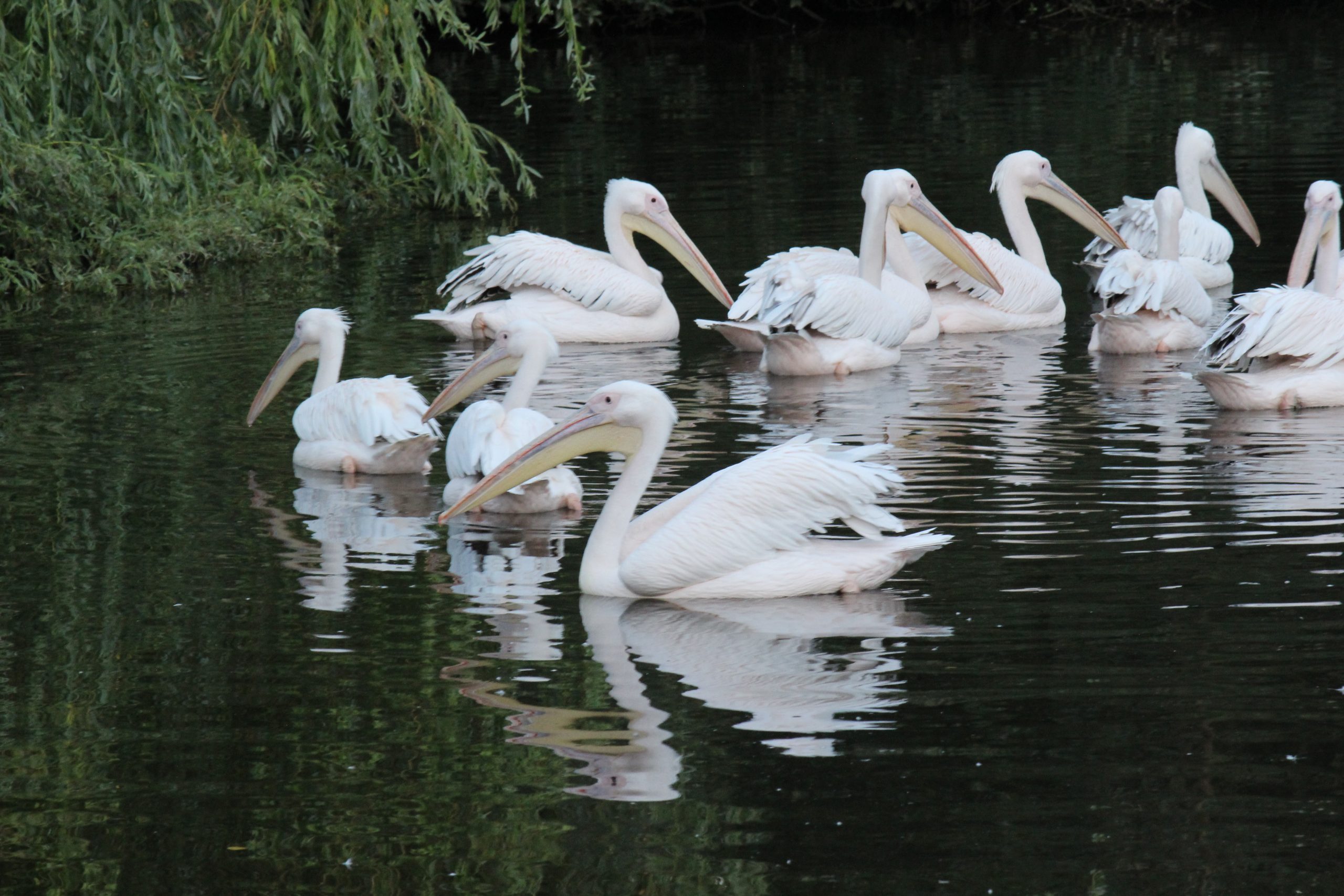 Dyreneireepark 19 IMG 1491 scaled