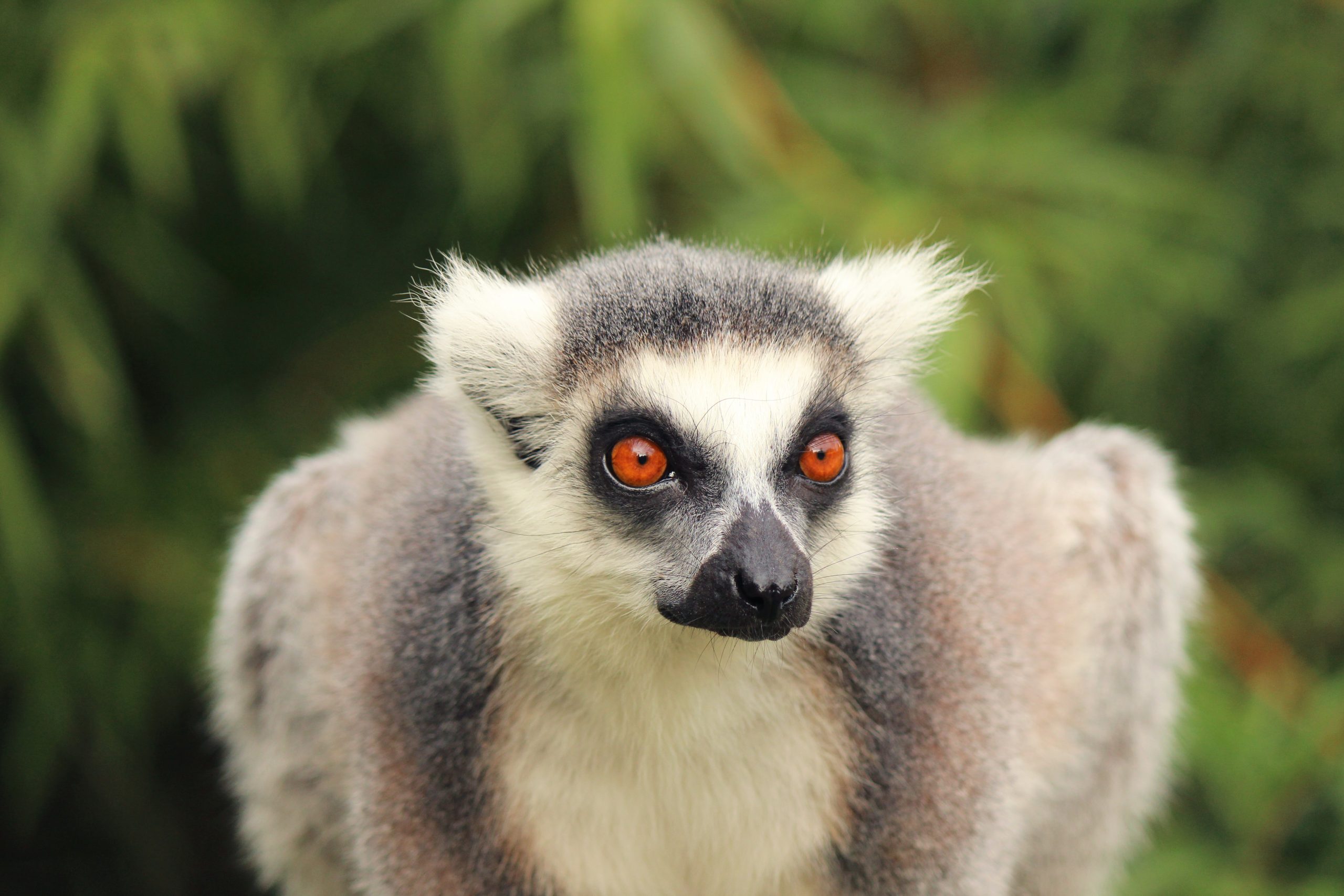 Dyreneireepark 12 IMG 1682 E1 scaled