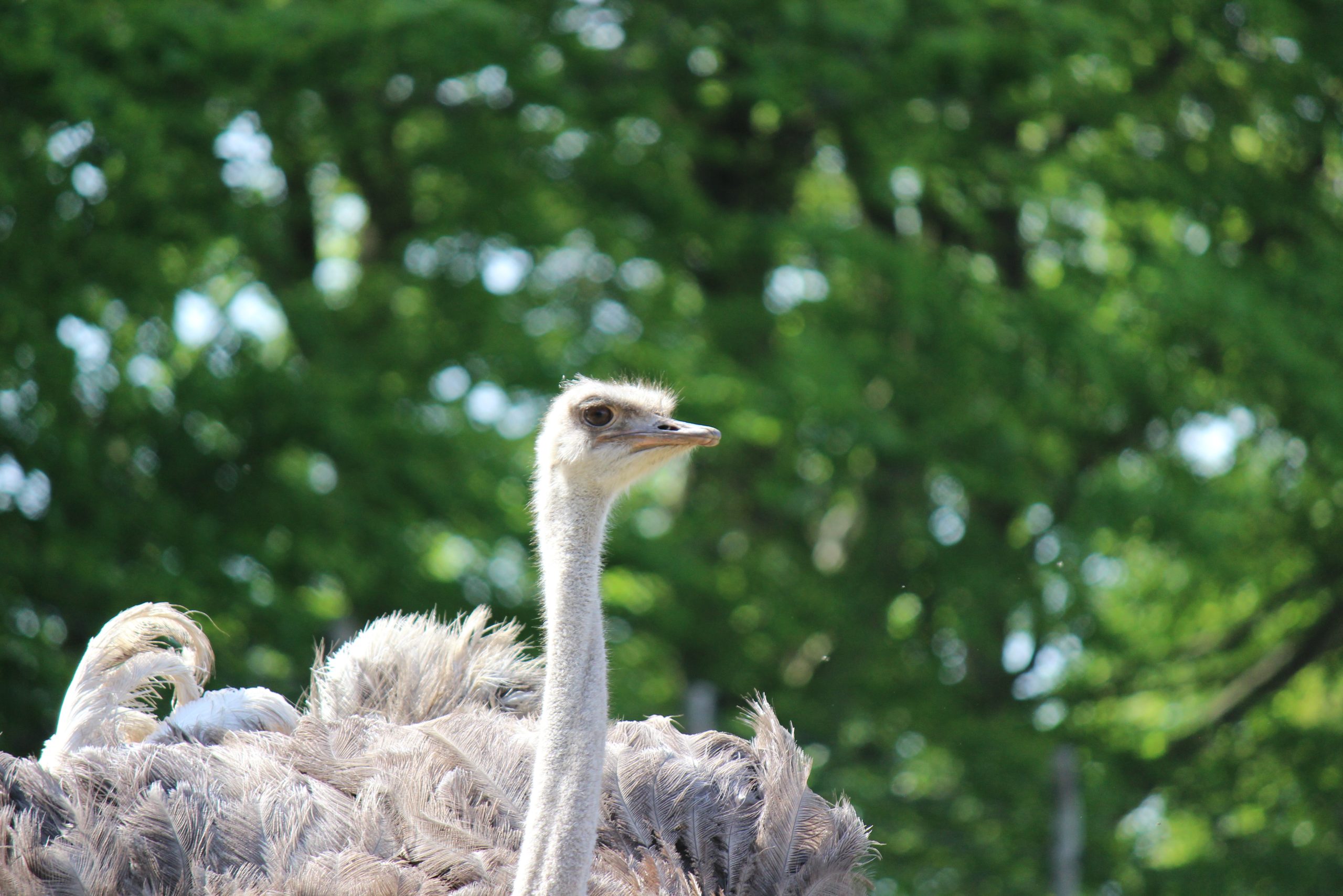 Dyreneireepark 3 IMG 5119 scaled