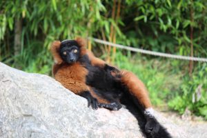 Forside 69 Rød varilemur