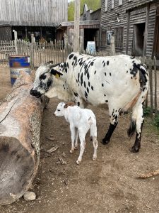 Forside 77 Dværgzebu