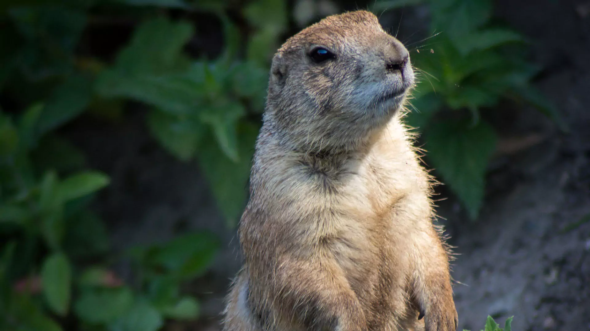 21 30 dk dk dyrene 1043971 s bred 68948fa458652