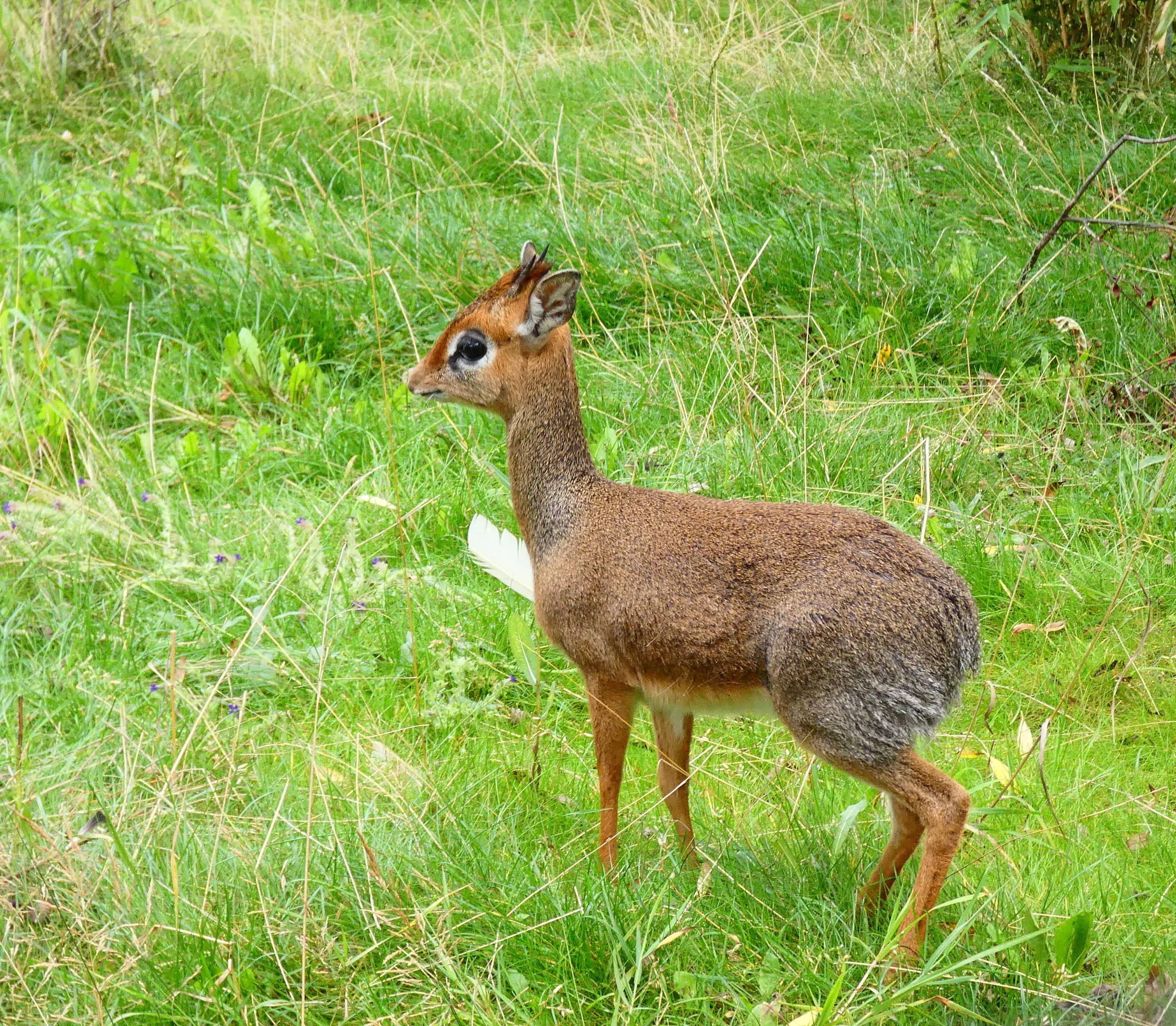 Dik dik
