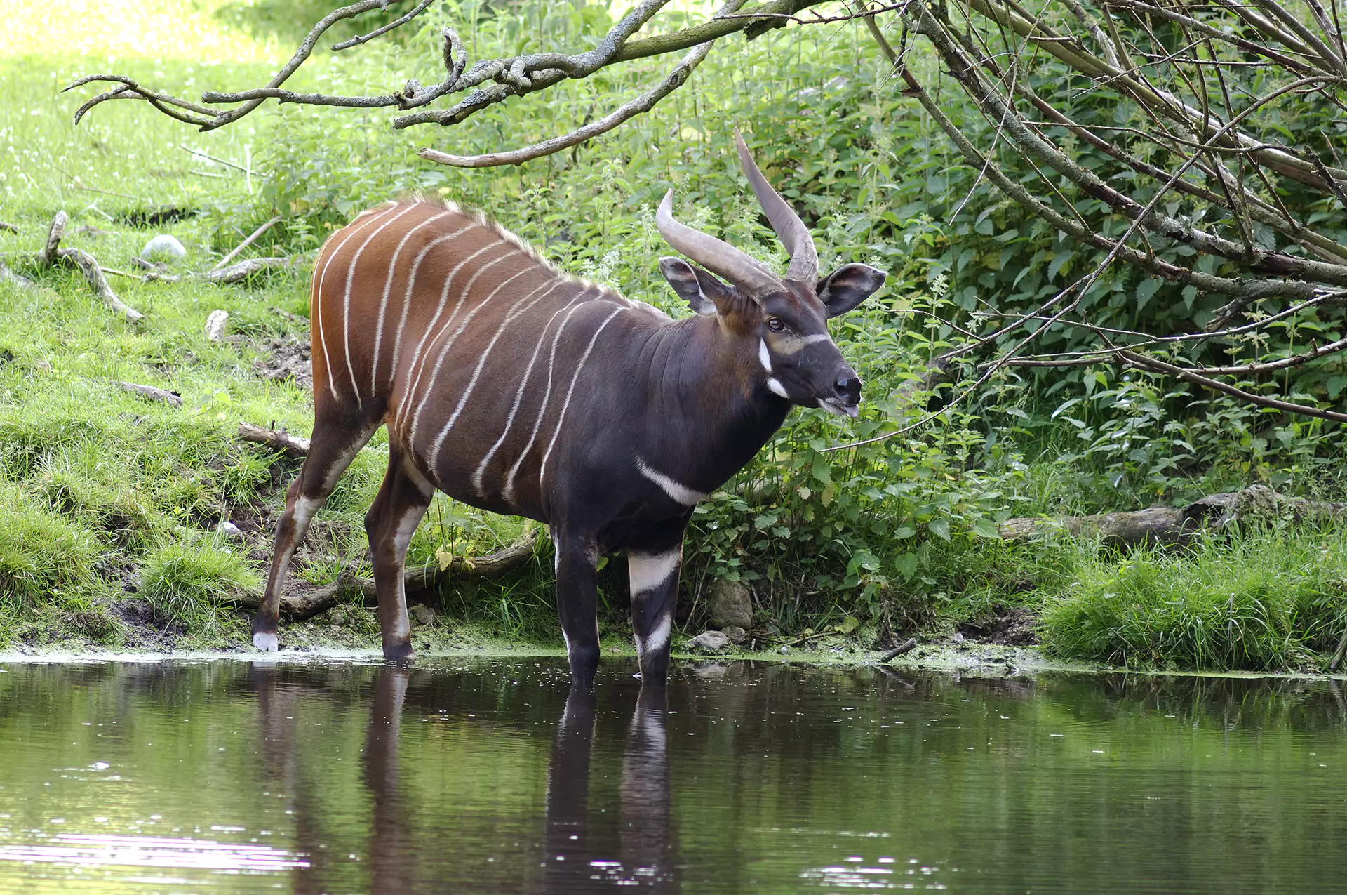 Dyreneireepark 10 Hoejlandsbongo