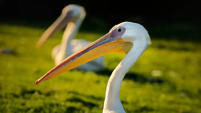 c007286 bred 68948fa3205a4