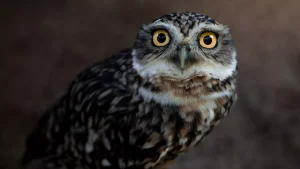 Forside 61 Prærieugle