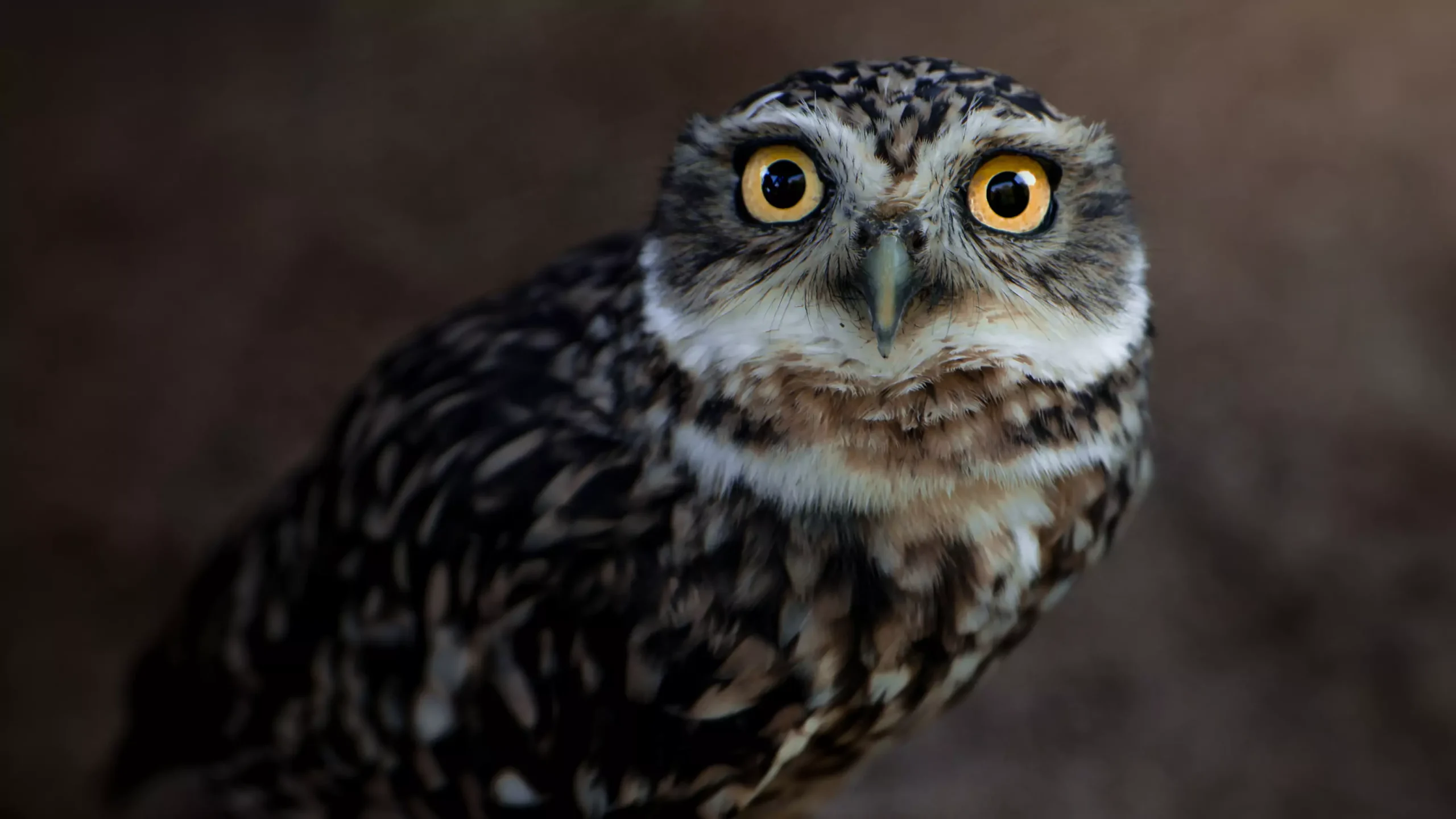 Dyreneireepark 41 kaya praerieugle juli24 s 6891e549ada94 scaled