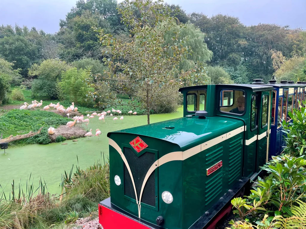 tog og fugledelta2 efterar s 6891e55625115