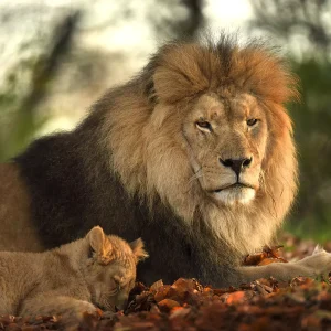 d031285 0 s 68cd4d1541f63