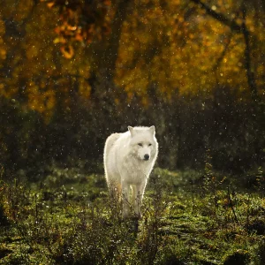 d038621 68cd4d195f454