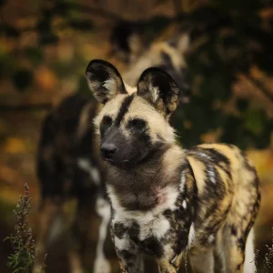 d038667 68cd4d19889e6