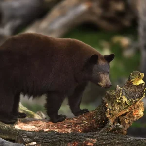 n031065 68cd4d1da8922