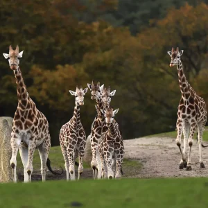 n031133 68cd4d2189d2e