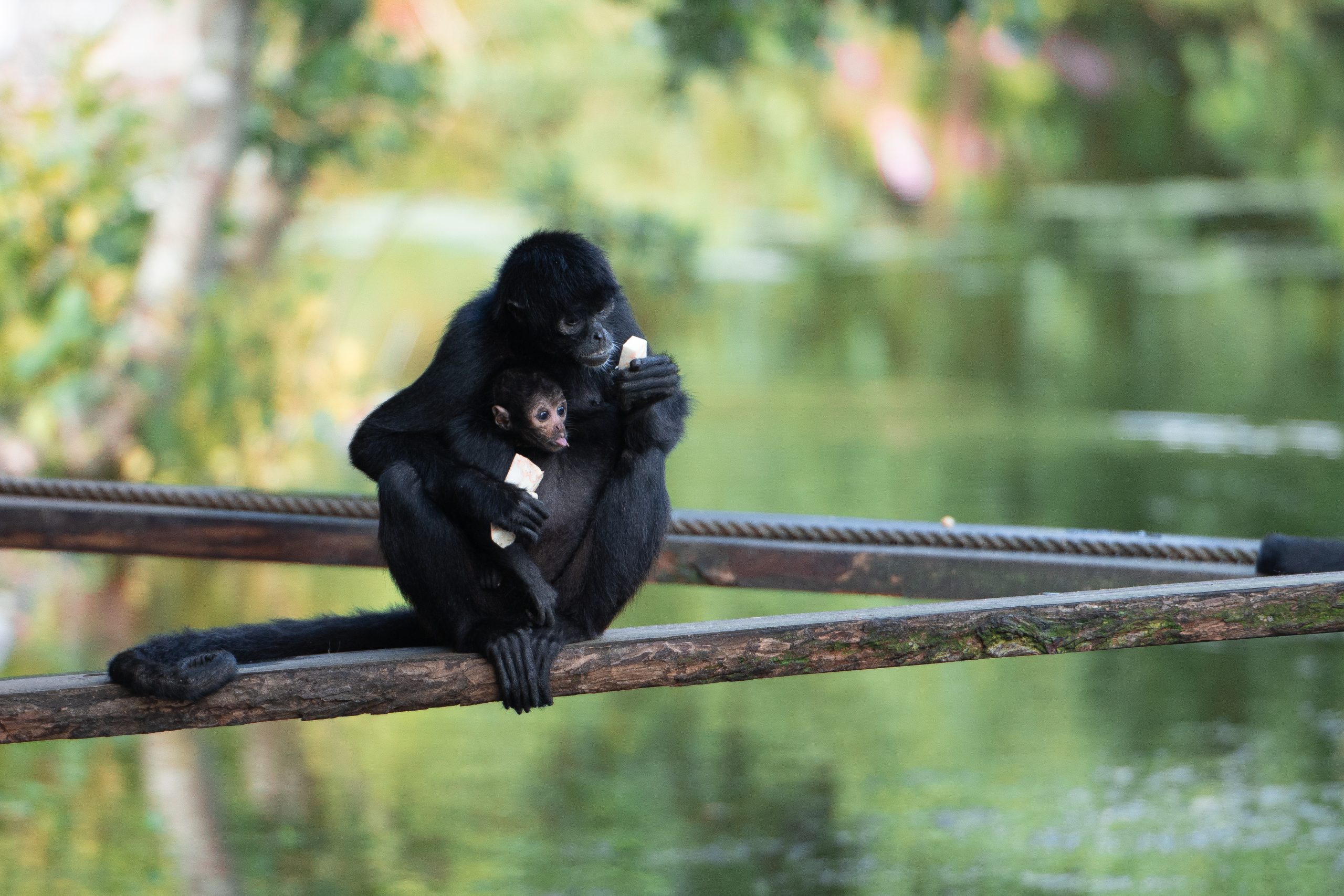 Mad til Junior Ranger Camp