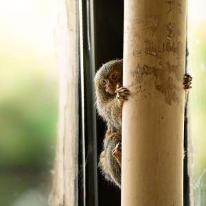 Forside 57 Dværgsilkeabe