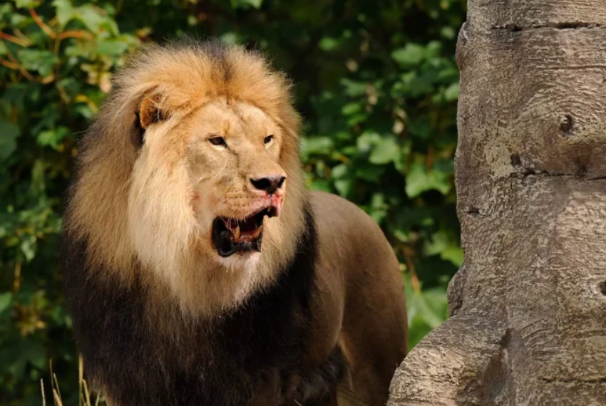 Safari i Jylland 7 Love