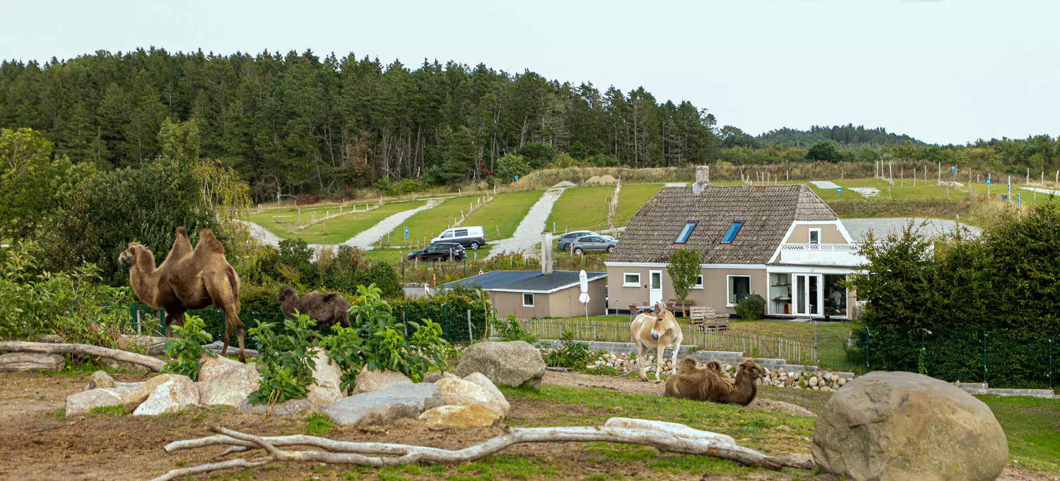 Overnatning i zoo 11 udsigt til kamelhuset fra en camel camp hytte 65ddda02d41e6