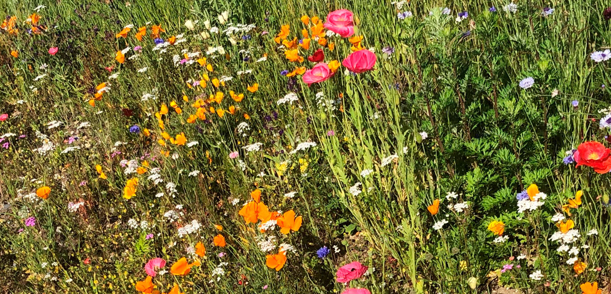 blomster eng