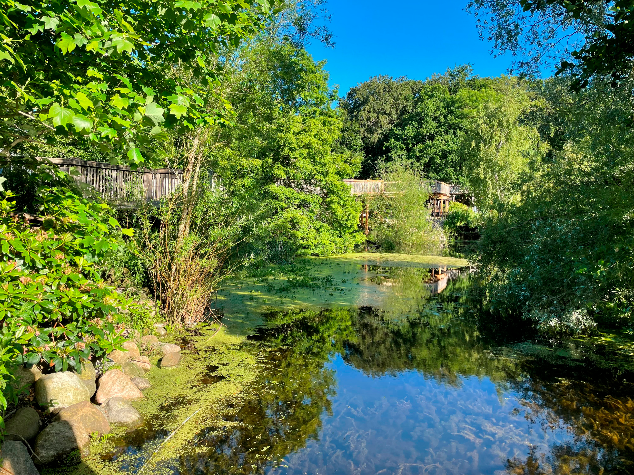Frivillig i Ree Park 1 soe ved broerne